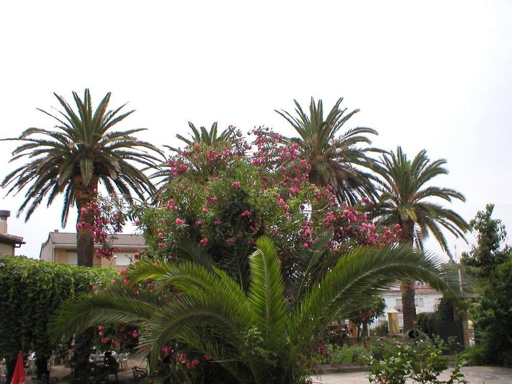 Hostal La Colonial Madrigal de la Vera Εξωτερικό φωτογραφία